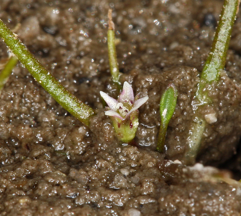 Image de Subularia aquatica subsp. americana G. A. Mulligan & Calder