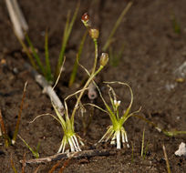 Image of Subularia aquatica subsp. americana G. A. Mulligan & Calder