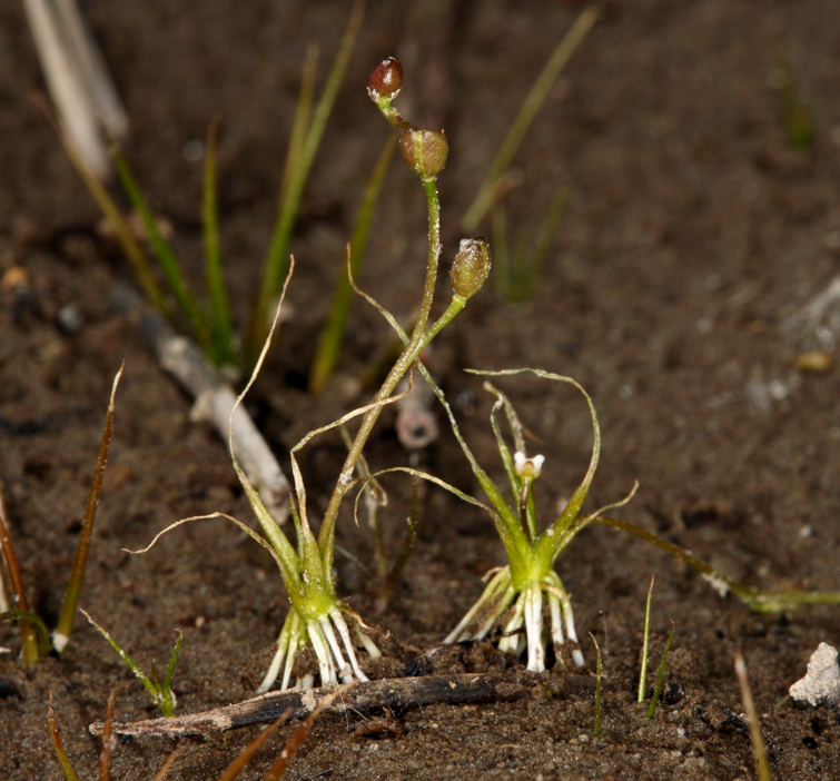 Image of American waterawlwort