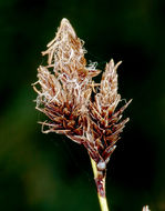 Image of Cleft Sedge