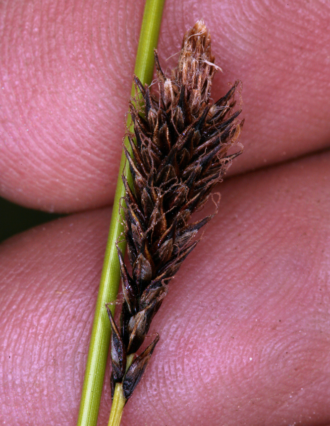 Image of Cleft Sedge