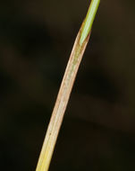 Image of Cleft Sedge