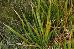 Image of Cleft Sedge