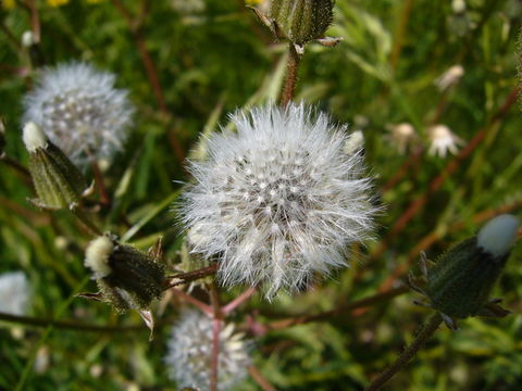 Image of beaked hawksbeard