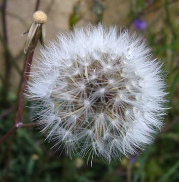 Image of beaked hawksbeard