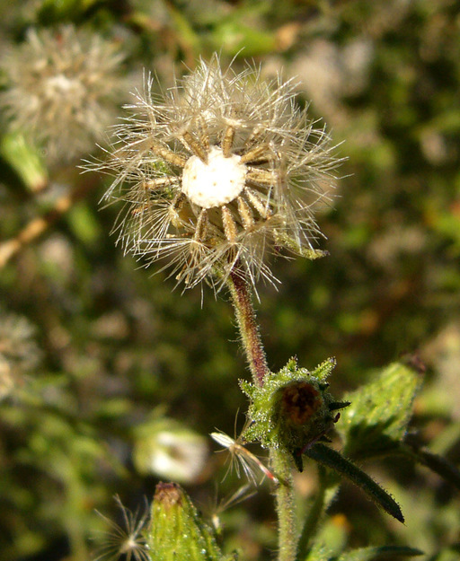 Image of stink aster