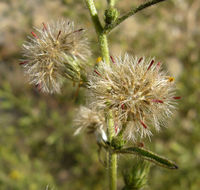 Dittrichia graveolens (L.) W. Greuter resmi