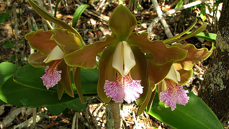 Sivun Cattleya granulosa Lindl. kuva