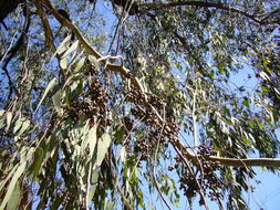 Eucalyptus sideroxylon A. Cunn. ex Woolls resmi