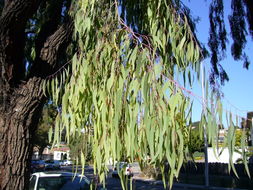 Eucalyptus sideroxylon A. Cunn. ex Woolls resmi