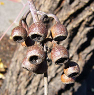 Eucalyptus sideroxylon A. Cunn. ex Woolls resmi