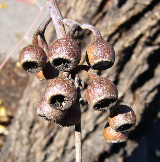 Eucalyptus sideroxylon A. Cunn. ex Woolls resmi