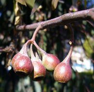 Eucalyptus sideroxylon A. Cunn. ex Woolls resmi