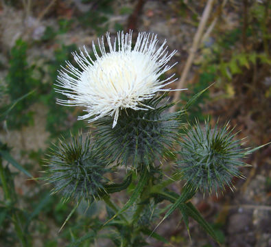 Image of Spear Thistle