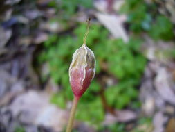 Image of redwood-sorrel