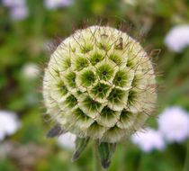 Image of <i>Scabiosa anthemifolia</i>