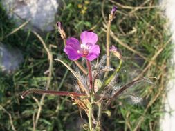 Слика од Epilobium hirsutum L.