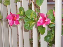 Image of Mandevilla splendens (Hook. fil.) Woodson