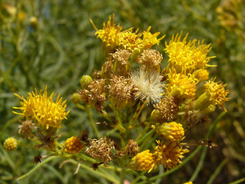 Imagem de Ericameria arborescens (A. Gray) Greene