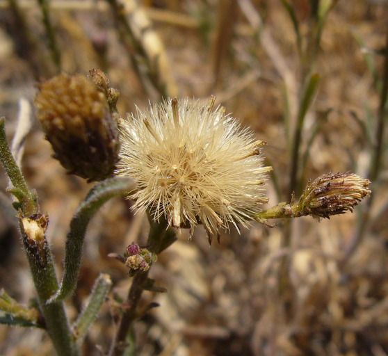 Слика од Erigeron biolettii Greene