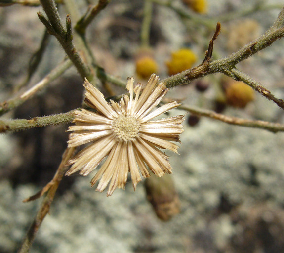 Слика од Erigeron biolettii Greene