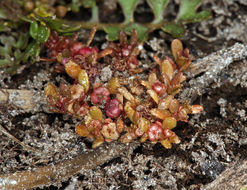 Image of Red-Stem Waterwort