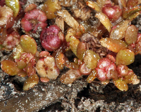 Image of Red-Stem Waterwort