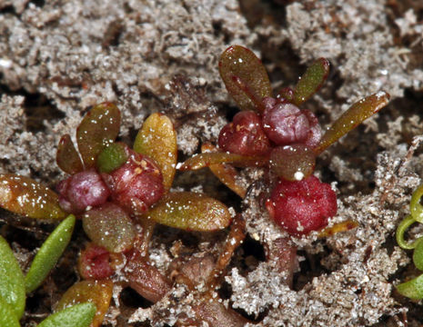 Image of Red-Stem Waterwort