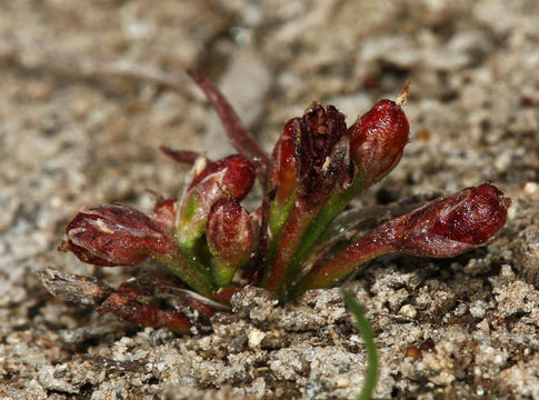 Image of Herman's dwarf rush