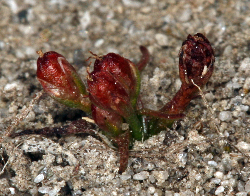 Image of Herman's dwarf rush