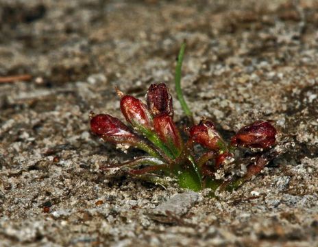 Imagem de Juncus hemiendytus var. abjectus (F. J. Hermann) B. Ertter