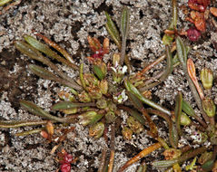 Limosella aquatica L. resmi