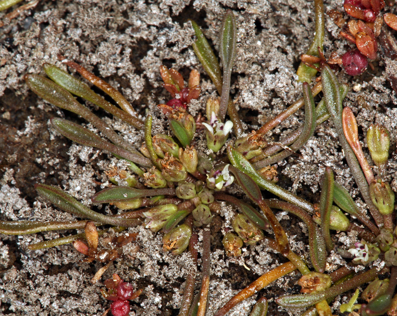 Image of Mudwort