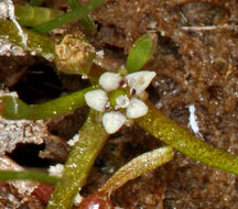 Image of Owyhee mudwort