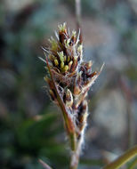 Image of Spiked Wood-Rush