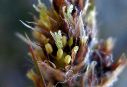 Image of Spiked Wood-Rush