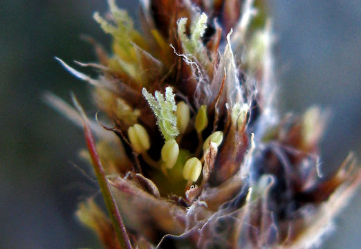 Image of Spiked Wood-Rush