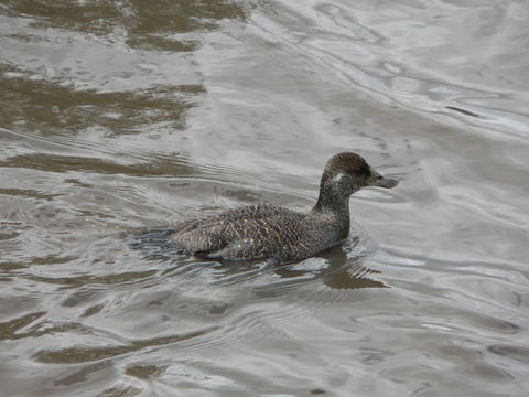 Слика од Oxyura australis Gould 1837