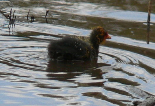 Imagem de Fulica atra Linnaeus 1758