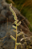 Image de Bassia hyssopifolia (Pall.) O. Kuntze