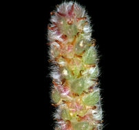 Image de Bassia hyssopifolia (Pall.) O. Kuntze