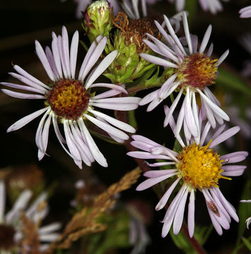 Plancia ëd Symphyotrichum lanceolatum var. hesperium (A. Gray) G. L. Nesom