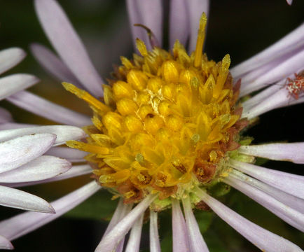 Symphyotrichum lanceolatum var. hesperium (A. Gray) G. L. Nesom的圖片