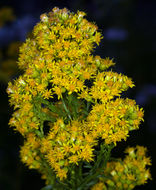 Image of Nevada Goldenrod