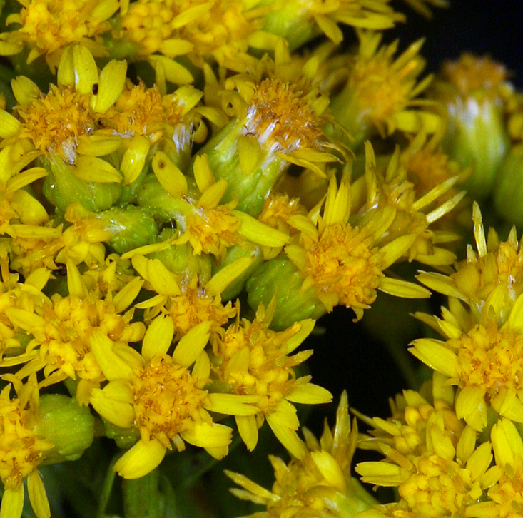 Image of Nevada Goldenrod