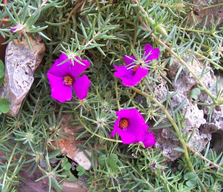 Image of Moss-rose Purslane