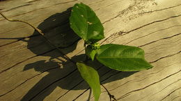 Plancia ëd Dalechampia coriacea Klotzsch ex Müll. Arg.