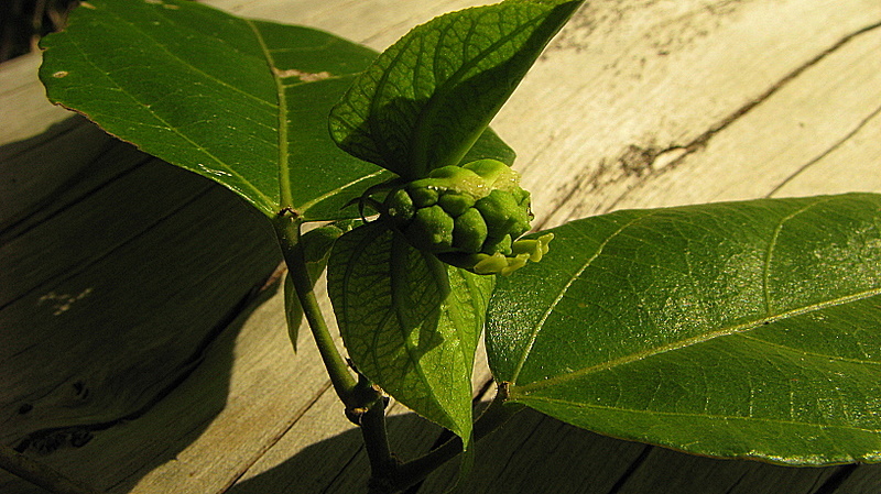 Image of Dalechampia coriacea Klotzsch ex Müll. Arg.