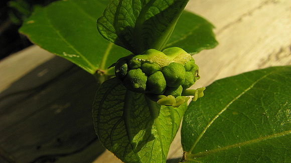 Image of Dalechampia coriacea Klotzsch ex Müll. Arg.