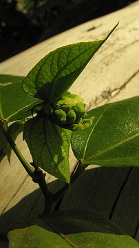 Image of Dalechampia coriacea Klotzsch ex Müll. Arg.